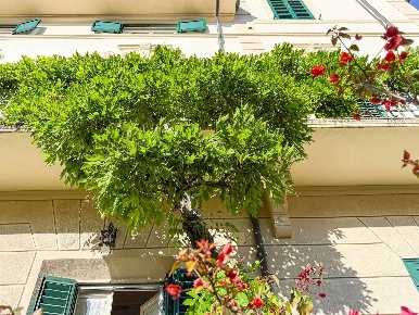 Foto Case semi ndipendenti in via IV Novembre, Viareggio Centro di 226 m²