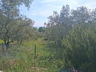 Foto Terreno agricolo in via  provinciale 168 nd, Capaccio Paestum