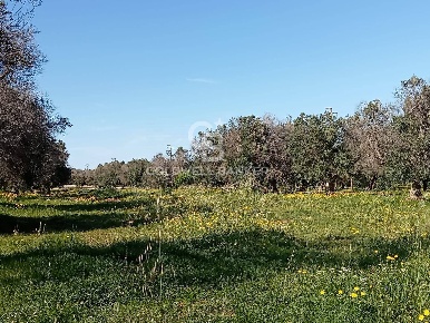 Foto Terreno agricolo in Contrada Colombo snc, Carovigno di 9042 m²