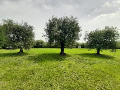 Foto Terreno agricolo in Via Benaco, San Felice del Benaco Centro
