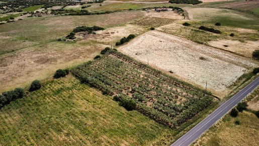 Foto Terreno agricolo a Giba di 6315 m² in vendita