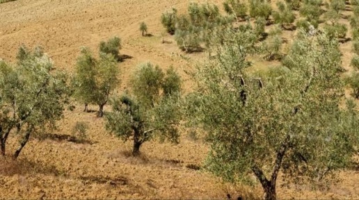Foto Terreno agricolo a Murlo di 64270 m² in vendita