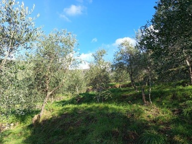 Foto Terreno agricolo a Calci Centro di 6500 m² in vendita
