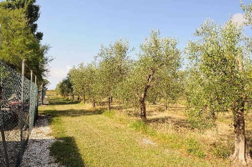 immagine annuncio 3 di 10