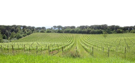 Foto Locale commerciale a Montalcino Centro di 1300 m² con 6 locali