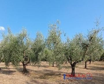 Foto Terreno a Rosignano Marittimo Rosignano Solvay di 5000 m² in vendita