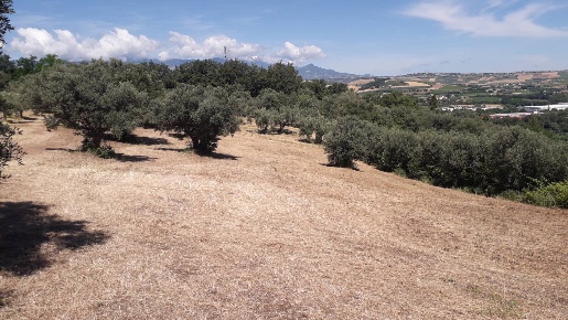Foto Terreno agricolo in Contrada Colle Luce, Manoppello di 3800 m²