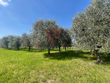 Foto Terreno agricolo a Colle di Val d'Elsa di 14000 m² in vendita