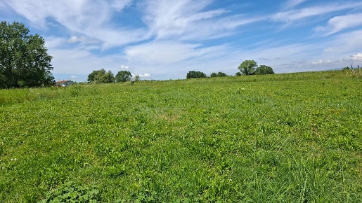 Foto Terreno agricolo a Capannoli Centro di 1100 m² in vendita