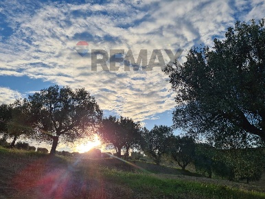 Foto Terreno agricolo in (A125) Bivio Via Pizzotondo e Terrabianca A125,