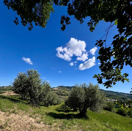 immagine annuncio 2 di 8