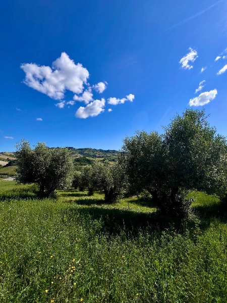immagine annuncio 5 di 8