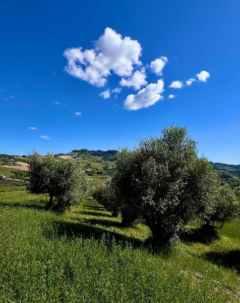 immagine annuncio 6 di 8
