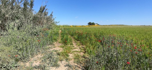 Foto Terreno agricolo in strada provinciale 44 snc, Noto di 14450 m²