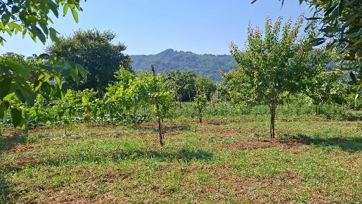 Foto Terreno agricolo a Salerno Ogliara di 5000 m² in vendita