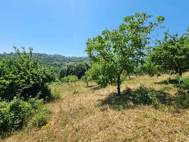 Foto Terreno agricolo in Via camnpomarino, Montemiletto di 9000 m²