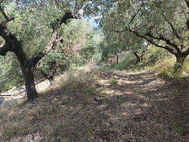 Foto Terreno agricolo in Via paterno snc, Castel San Giorgio di 3100 m²