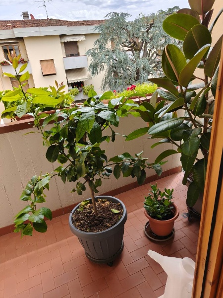 immagine annuncio 11 di 15