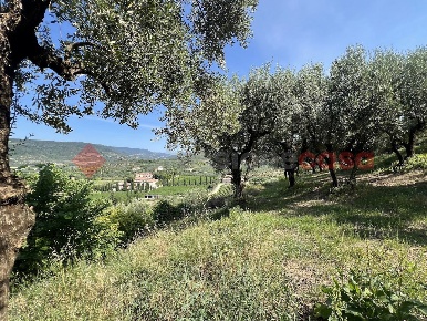 Foto Terreno agricolo in Via DELLA COLLINA 0, Verona Quinto di 2500 m²