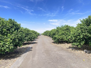 Foto Terreno agricolo in STRADA PROVINCIALE 24 S.N, Paternò di 90 m²