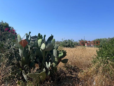 Foto Terreno agricolo in Via XVI Trav. Chidro di Specchiarica snc, Manduria