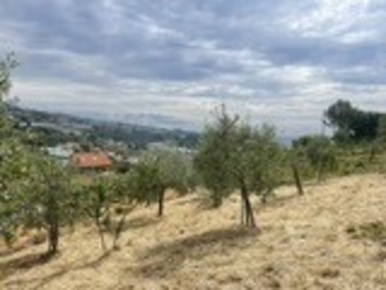 Foto Terreno agricolo in Strada Alla Colla snc, Sanremo Foce - Semeria