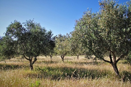Foto Terreno agricolo a Murlo Casciano di 27370 m² in vendita