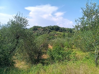 Foto Terreno agricolo a Pontedera Centro in vendita
