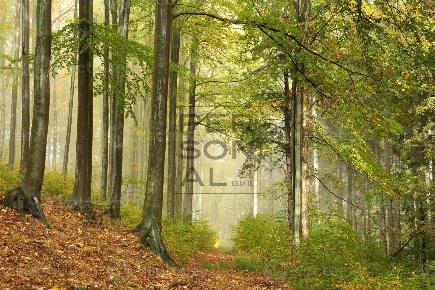 Foto Terreno agricolo a Cavedine Centro di 21300 m² in vendita