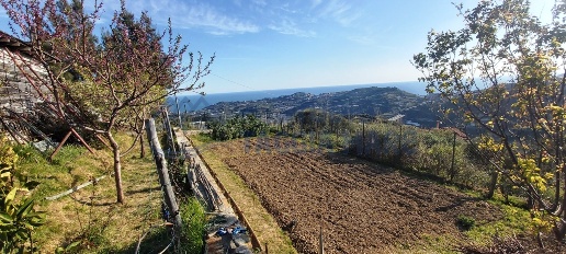 Foto Terreno agricolo in Strada Collette Beulle, Taggia Centro di 2400 m²