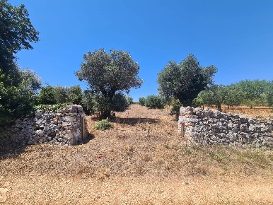 Foto Terreno agricolo in Via Vaccari s.n, Alberobello di 2900 m² in vendita