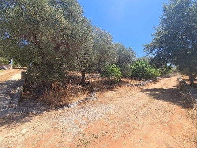 Foto Terreno agricolo in C.da San Leonardo s.n, Alberobello di 3550 m²