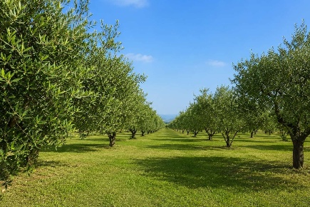Foto Terreno agricolo a Partinico in vendita