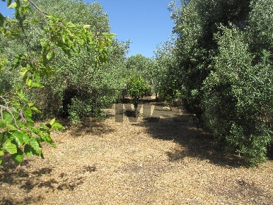 Foto Terreno agricolo in via salafia s.n.c, Melilli di 2794 m² in vendita