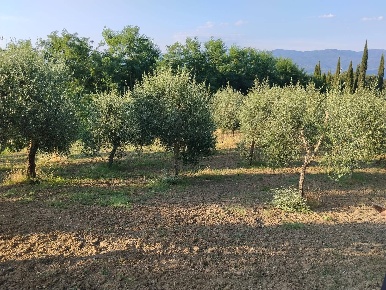 Foto Terreno agricolo a Cavriglia di 6000 m² in vendita