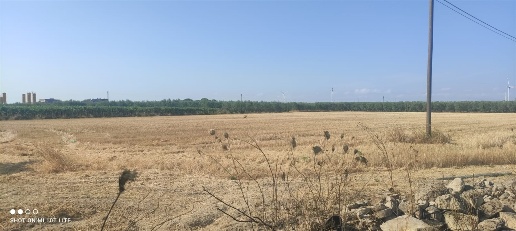 Foto Terreno agricolo in CONTRADA PAVONI, Cerignola in vendita