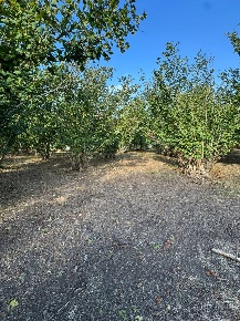 Foto Terreno agricolo a Boscoreale di 1750 m² in vendita