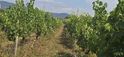 Foto Terreno agricolo a Puegnago del Garda Raffa di 28475 m² in vendita