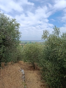 Foto Rustico a Massarosa di 27 m² con 2 locali in vendita