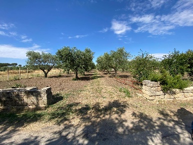 Foto Terreno agricolo a Altamura di 6000 m² in vendita