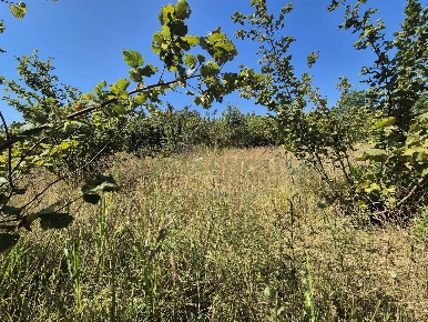 Foto Terreno agricolo in via palma, Striano di 1188 m² in vendita