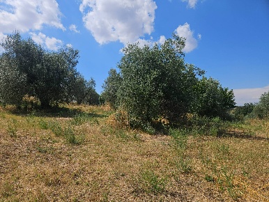 Foto Terreno agricolo in Strada Teverina, Viterbo Teverina di 12400 m²