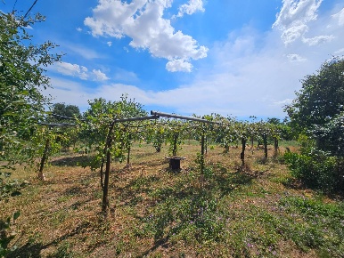 Foto Terreno agricolo in Strada Teverina, Viterbo Teverina di 17700 m²