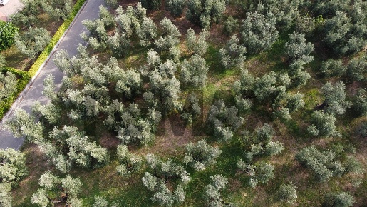 Foto Terreno agricolo in Via Di Faltognano 234, Vinci di 3740 m² in vendita