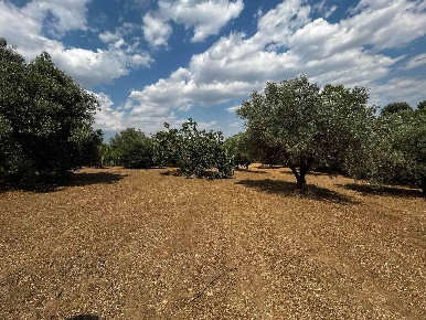 Foto Terreno agricolo in C.da Sabucina, Caltanissetta di 5670 m² in vendita