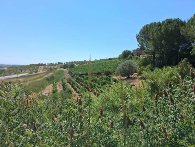Foto Terreno agricolo a Naro di 17420 m² in vendita