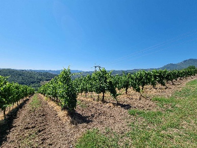 Foto Terreno agricolo a San Mango sul Calore di 24500 m² in vendita