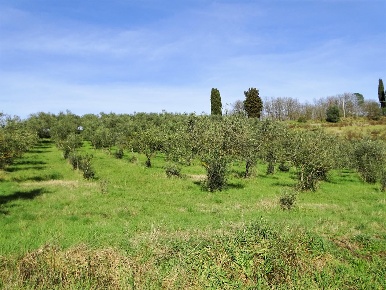 Foto Cessione attività a San Miniato Cusignano, Canneto con 20 locali