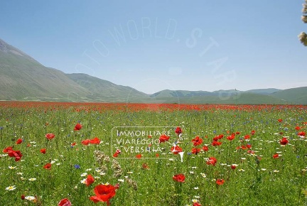 Foto Terreno agricolo in via della Migliarina, Viareggio di 10000 m²