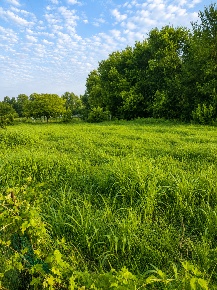 Foto Terreno edificabile in Via Carrarese, Montagnana Centro di 1083 m²